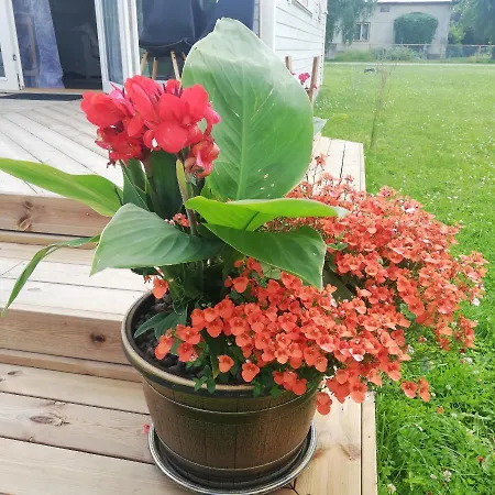 Elo Kuelalismaja Casa vacanze Kuressaare